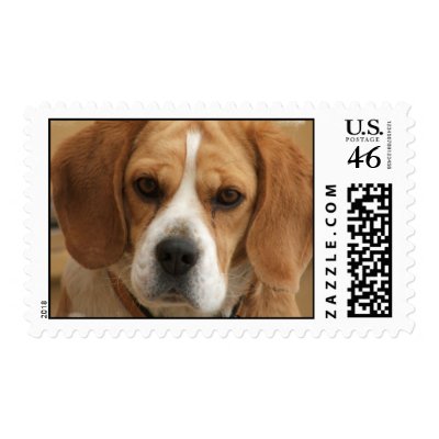 Beagle Picture Postage Stamp by DogPoundGifts