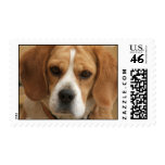 Beagle Picture Postage Stamp