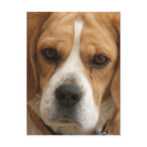 Beagle Pictures Postcard