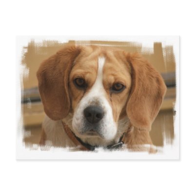 Beagle Pictures Postcard by DogPoundGifts