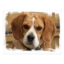 Beagle Pictures Postcard
