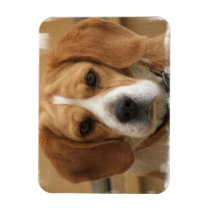Beagle Pictures Premier Magnet