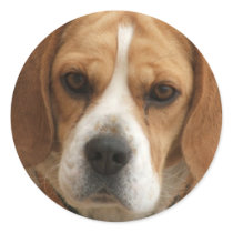 Beagle Pictures Stickers