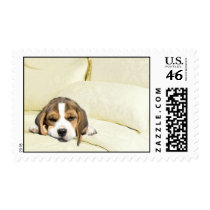 Beagle Pillow Talk Postage
