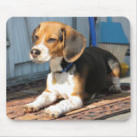 Beagle Portrait Mouse Pads
