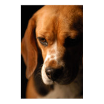 Beagle Portrait posters by beverlytazangel Beagle Portrait posters