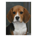 Beagle Portrait posters