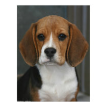Beagle Portrait posters