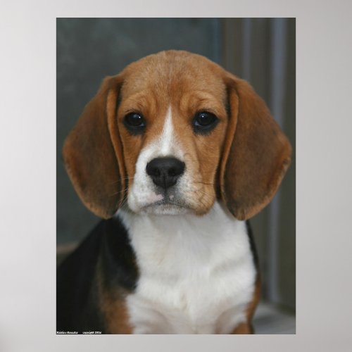 Beagle Portrait print