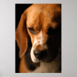 Beagle Portrait Print