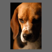 Beagle Portrait posters