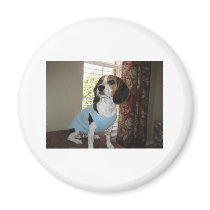 Beagle Posing magnets