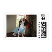 Beagle Posing postage