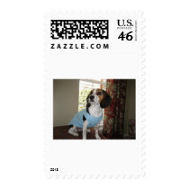 Beagle Posing postage