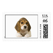 Beagle Postage