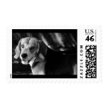 Beagle - Postage