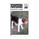 beagle postage