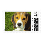 Beagle Postage Stamp