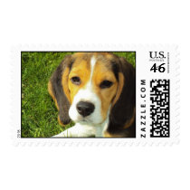 Beagle Postage Stamp