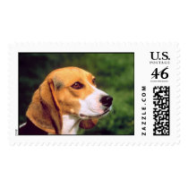 Beagle Postage Stamp (LARGE)