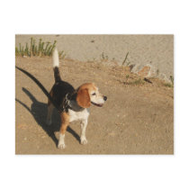 Beagle Postcards