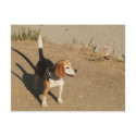 Beagle postcards by sumiko Beagle postcards