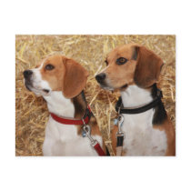beagle post cards