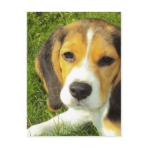 Beagle Postcard