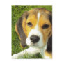 Beagle Postcard