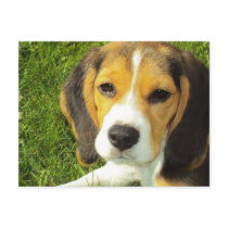 Beagle Postcard