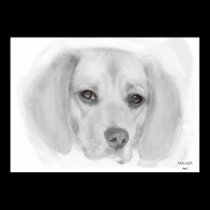 Beagle Poster posters