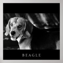Beagle - Poster