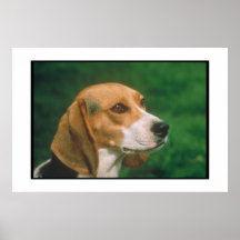 Beagle Poster