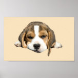Beagle Print