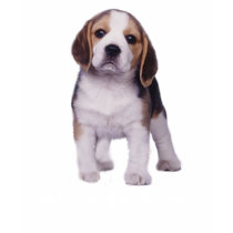 Beagle Pup Kids T-Shirt