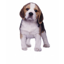 Beagle Pup Ladies T-Shirt by normagolden Beagle Pup Ladies T-Shirt