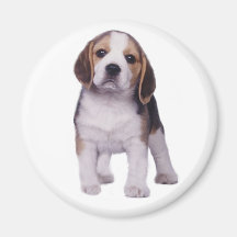 Beagle Pup Magnet