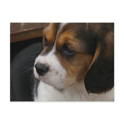 Beagle Pup Postcard by DogPoundGifts