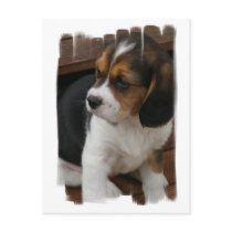 Beagle Pup Postcard