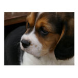 Beagle Pup Postcard postcards