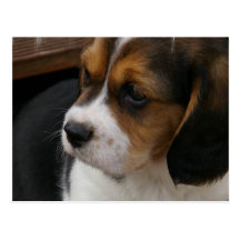 Beagle Pup Postcard