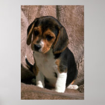 Beagle pup posters