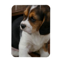 Beagle Pup  Premium Magnet