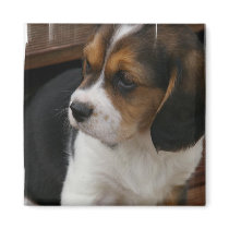Beagle Pup Square Magnet