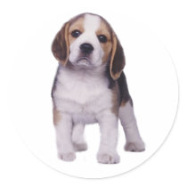 Beagle Pup Sticker