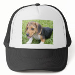 Beagle Puppie Hats
