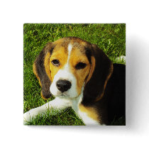 Beagle Puppy Button