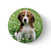 Beagle Puppy Pinback Buttons