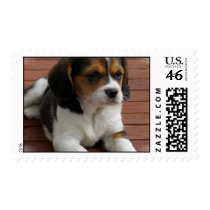 Beagle Puppy Dog Business Card Postage