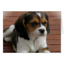 Beagle Puppy Dog Greeting Card